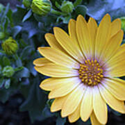 Yellow Marguerite Daisy Osteospermum Art Print