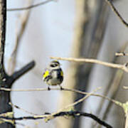 Yellow Rumped Warbler 4 Art Print