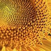 Yellow Sunflower Art Print