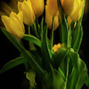 Yellow Tulips In The Wind Art Print