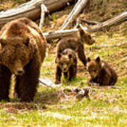 Yellowstone Grizzly Triplets With Mom Art Print