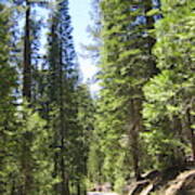 Yosemite National Park Looking At Row After Row Of Beautiful Trees Along The Road Art Print