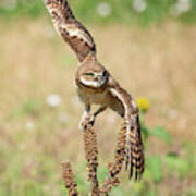 Young Burrowing Owl On Mullein Art Print