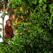 Young Orangutan In Sepilok Art Print