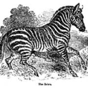 Zebra Art Print