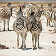 Zebras At Water Hole Art Print