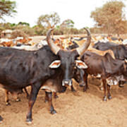 Zebu Cattle In Masailand, Kenya East Art Print