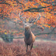 A Large Stag In An Autumn Forest. #1 Art Print