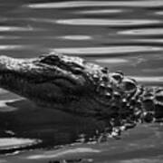 Alligator In Black And White #1 Art Print