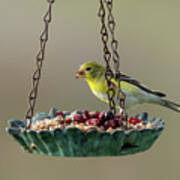 American Goldfinch #1 Art Print