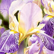 Amethyst Iris Art Print