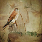 Australian Kestrel #1 Art Print