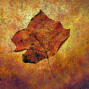 Autumn Leaf #1 Art Print