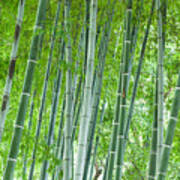 Bamboo Forest #1 Art Print