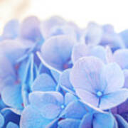 Blue Hydrangea A Art Print