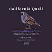 California Quail #1 Art Print