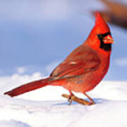 Card - Cardinal In Snow Art Print
