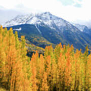 Colorado Aspens And Mountains 2 #1 Art Print