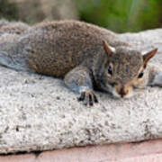 Eastern Grey Squirrel #1 Art Print