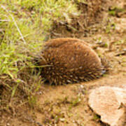 Echidna Burrowing For Protection #1 Art Print