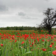 Field Full Of Red Beautiful Poppy Anemone Flowers And A Lonely Dry Tree. Spring Time, Spring Landscape Cyprus. Art Print