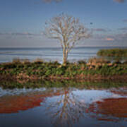 Reflection Of A Solitary Tree Art Print