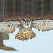 Great Horned Owl #1 Art Print