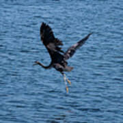 Heron In Flight #2 Art Print