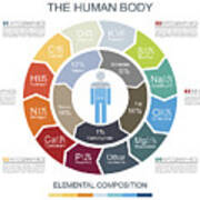 Human Body Infographics #1 Art Print