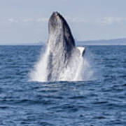 Humpback Whale Breaching #1 Art Print