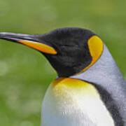 King Penguin, Volunteer Point, East Falkland, Falkland Islands. #1 Art Print