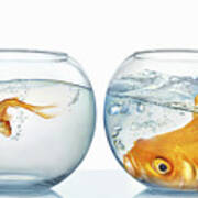 Large And Small Goldfish #1 Art Print