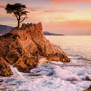 Lone Cypress #1 Art Print