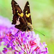 Macro Photography - Butterfly #1 Art Print