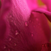 Magenta Rose Macro #1 Art Print