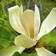 Magnolia Blossom #1 Art Print