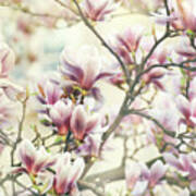 Magnolia Flower #1 Art Print