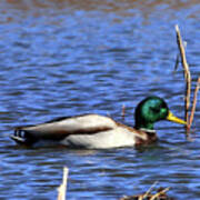 Mallard Art Print