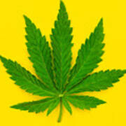 Marijuana Leaf On A Yellow Background. #1 Art Print