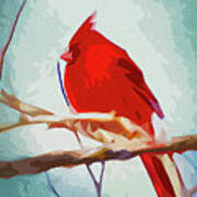 Northern Cardinal #1 Art Print