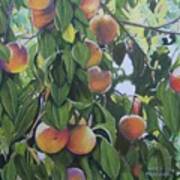 Peaches #1 Art Print