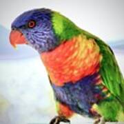 Rainbow Lorikeet #1 Art Print