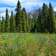 Rocky Mountain Wildflowers #1 Art Print
