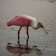 Roseate Spoonbill #2 Art Print