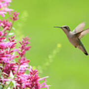 Ruby Throated Humingbird #1 Art Print