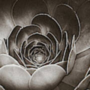 Santa Barbara Succulent #9 Art Print