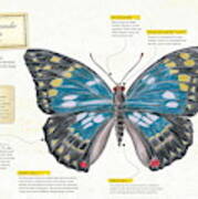 Sasakia Charonda Butterfly Art Print