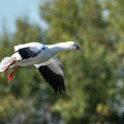 Snow Goose #1 Art Print