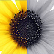 Sunflower Equinox #1 Art Print