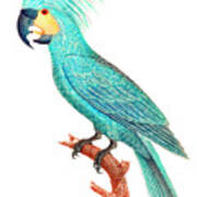 The Palm Cockatoo #1 Art Print